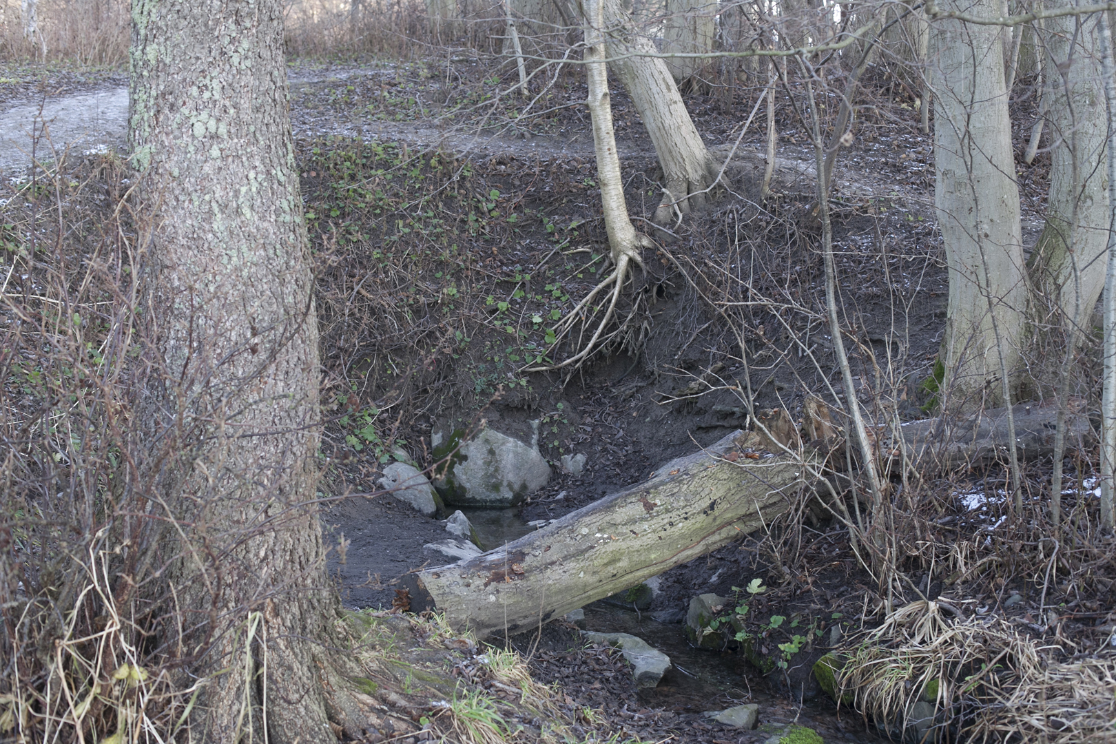 Tahmelan l&auml;hde 2011